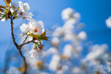 桜と青空