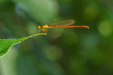 libellule agrion orange sur feuille verte dans la nature