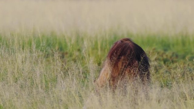 Brown Hyena feeding on a carcass. Telephoto shot during sunrise, Central Kalahari Desert