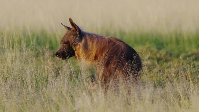 Rare Brown Hyena feeding on a kill in Central Kalahari in the morning sunlight