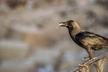 Close-up of a black crow sitting on a rail in the city