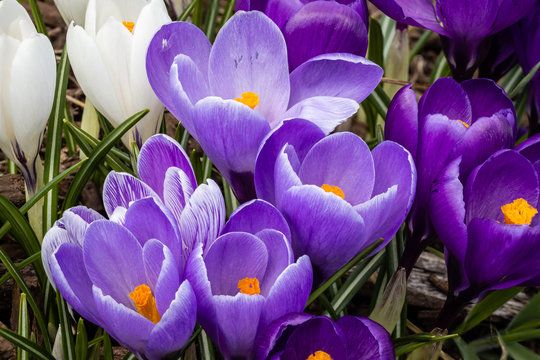 Crocus blooms signal the imminent arrival of spring in this Germantown, Wisconsin garden