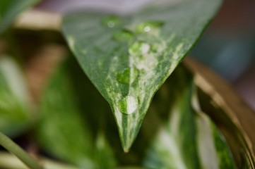 Water drops on a leaf of a plant in macro view