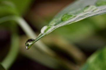 Water drops on a leaf of a plant in macro view