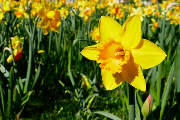 Yellow daffodils in a public park in the spring