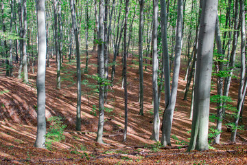 Beech Grove in the deciduous forest in spring