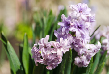 Obraz premium hyacinth flovers in garden