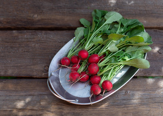 freshly picked red radish on a metal dish. vitamin food. wooden background. horizontal image, copy space