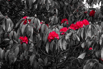 Selective colour black and white red rhododendrons