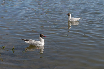 A gull with white body plumage, grey head and tail, and a pink beak sits on the calm, transparent surface of the pond water, while another gull of the same color sits diagonally on a sunny spring day