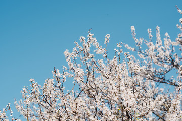 a beautiful white tree bloomed in spring
