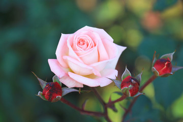 背景が美しいピンク色のバラと赤いツボミ