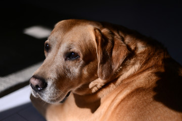 Portrait of beautiful golden labrador retriever dog, front view