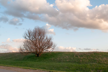 lonely tree in the desert against the sky