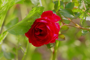 red rose flower in garden