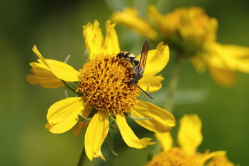 garden wasp collecting pollen on yellow flower closeup view