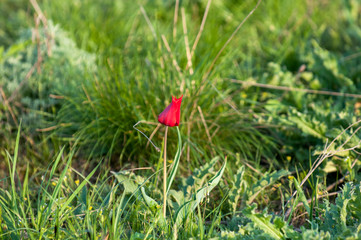 Schrenck's tulips, Tulipa, in the steppe, Rostov state atmospheric reserve, Russia