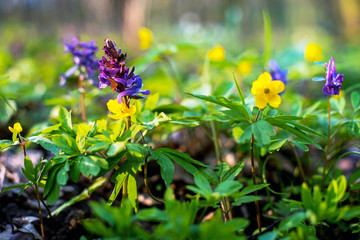 Beautiful upbeat inspirational landscape with flowers of greenery and yellow anemone in the forest (meditation, antidepressant, revival - concept)