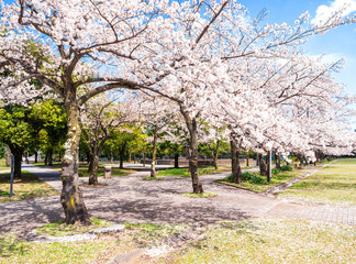 桜が咲く住宅地の公園