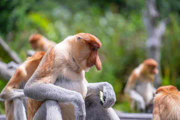 Wild Proboscis monkey or Nasalis larvatus, in rainforest of Borneo, Malaysia