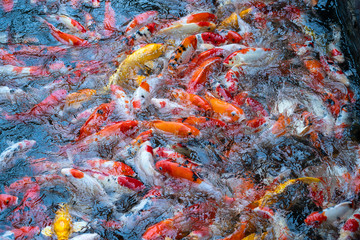 A group of Koi or jinli or nishikigoi or brocaded carp - the colored varieties of the Amur carp or Cyprinus rubrofuscus, that are kept in outdoor koi ponds or water gardens in Danang, Vietnam