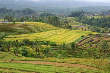 Fototapeta na wymiar Jatiluwih rice fields on the Bali island in Indonesia, South East Asia