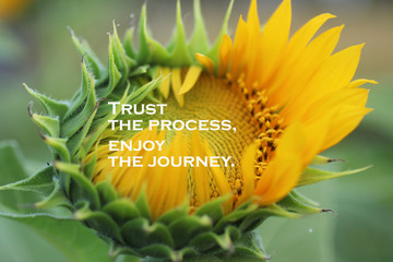 Inspirational quote - Trust the process. Enjoy the journey. With beautiful big sunflower in bloom...