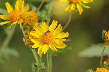 wild honey bee on yellow flower
