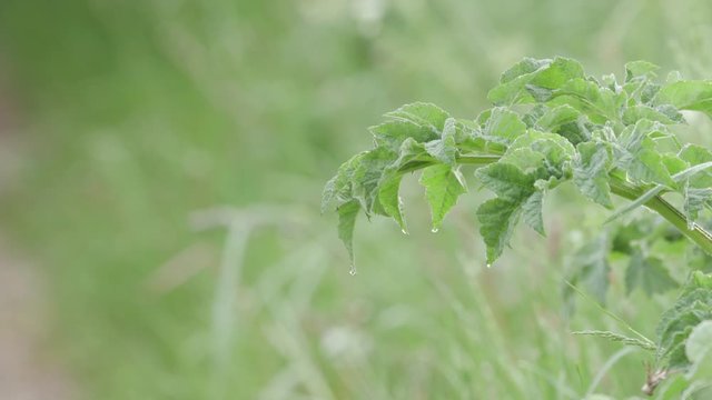 Common Nettle (Urtica dioica) with morning dew at sunrise in breeze