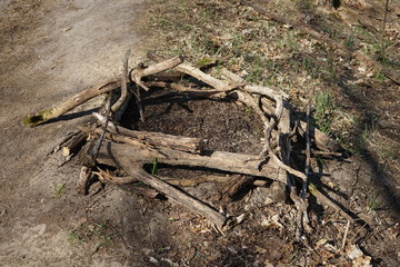 Von Holzstücken umgrenzter Ameisenhaufen im Berliner Grunewald