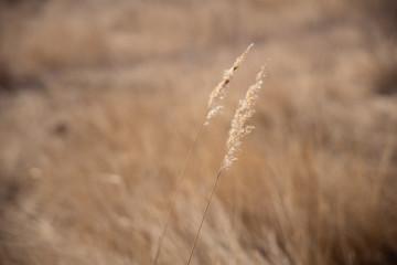 Fototapeta premium grass in autumn