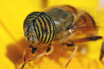Band eyed drone fly close up