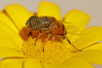 Band eyed drone fly on a yellow flower