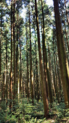 Landscape with forest and trees