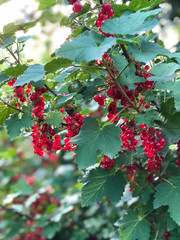 bush with ripe red currants on a blurred garden background. growing organic fruits and berries. selective focus. vertical image