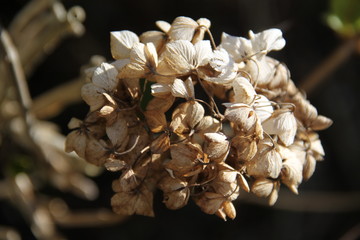 Dry hortensia flower branch during springtime
