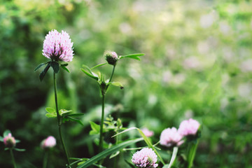 Summer time. Blooming clover on the background of a sunny sunset.