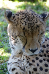 close up of cheetah 