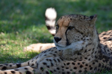 cheetah resting in the grass