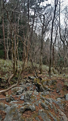 Landscape with forest and trees