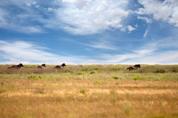 Herd of wild horses with a long mane running galloping over the steppe flowers on the island