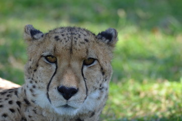 cheetah resting in the grass