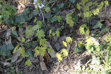 Young maple tree sprouts during spring time