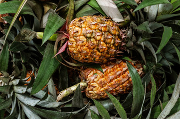 Ripe pineapple fruits pile, tropical fruit background