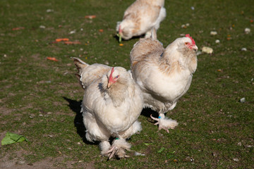 Faverillos chickens walking in the grass