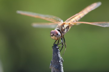 dragonfly on a metal post