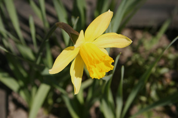 Fototapeta na wymiar the yellow daffodils in the spring garden