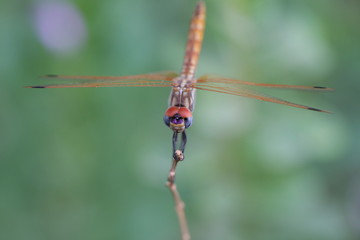 dragonfly with red eyes on a branch