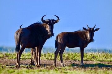 Wildebeest in Savannah 