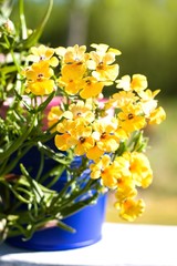 Orange Nemesia Strumosa or Cape Jewels flower in sunny day